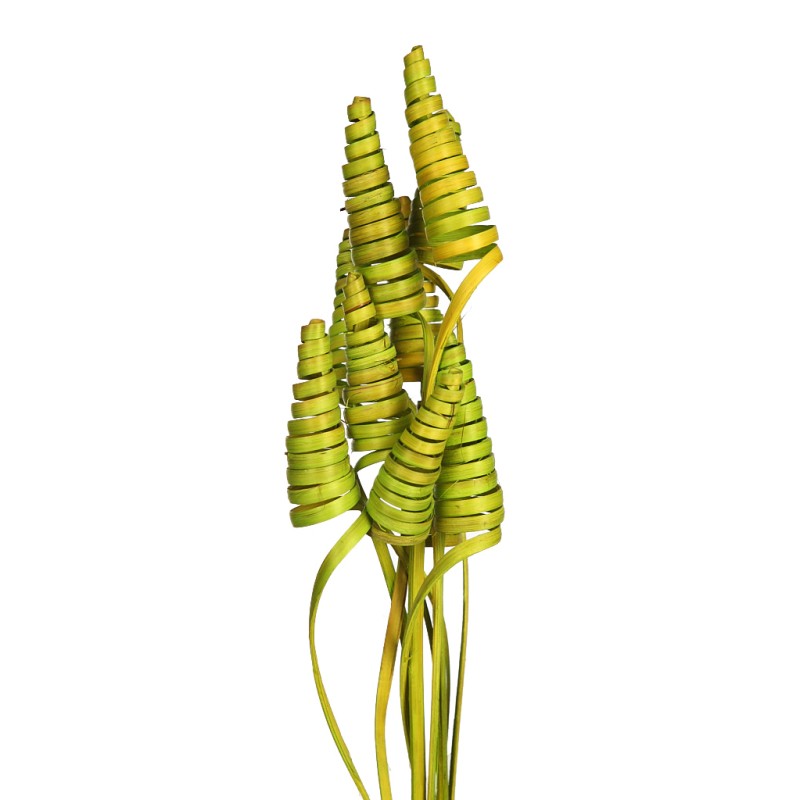 CANE CONE X 10, 50 CM