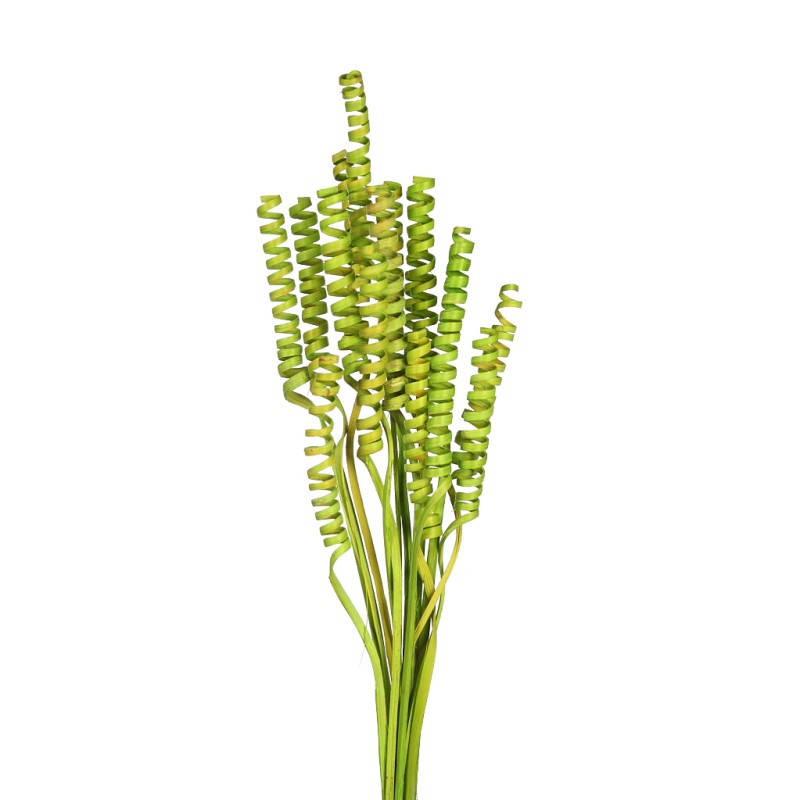 CANE SPRING X 15, 50 CM