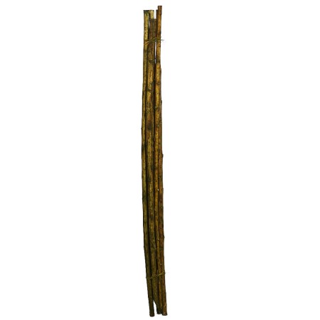 CAÑA 6UD 150CM