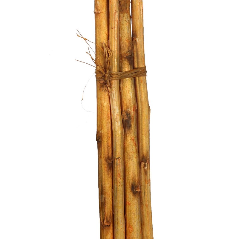 CAÑA 6UD 150CM