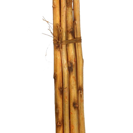 CAÑA 6UD 150CM