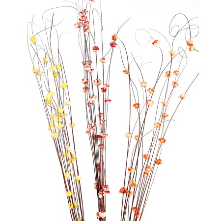 COCO BELI DRAGON 15UD 100CM