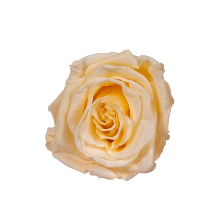 ESTUCHE ROSA NATURAL ETERNA PRESERVADA 55CM