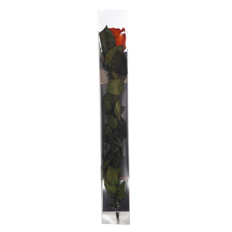 ESTUCHE ROSA NATURAL ETERNA PRESERVADA 55CM