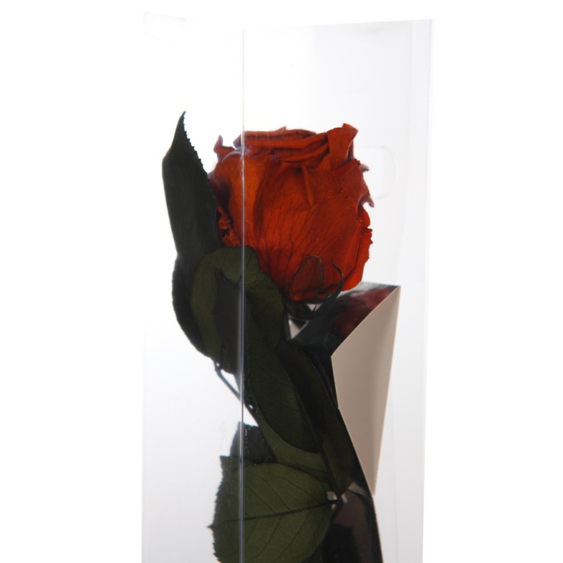 ESTUCHE ROSA NATURAL ETERNA PRESERVADA 55CM