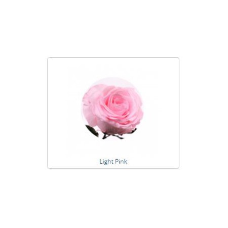 ESTUCHE ROSA NATURAL ETERNA PRESERVADA 55CM