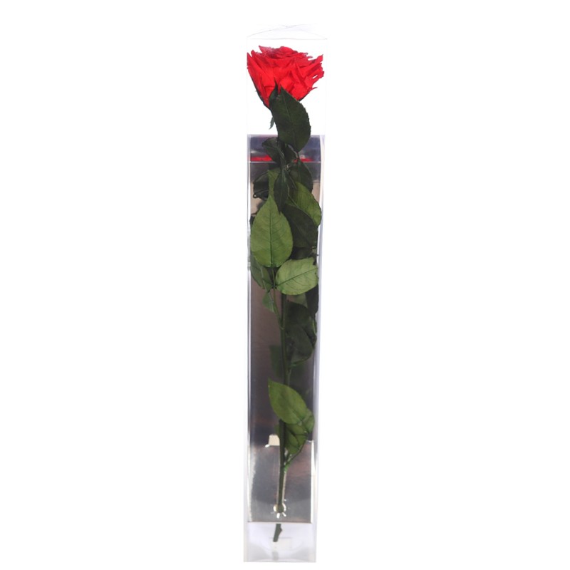 ESTUCHE ROSA NATURAL ETERNA PRESERVADA 55CM