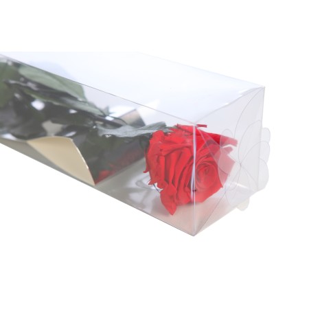 ESTUCHE ROSA NATURAL ETERNA PRESERVADA 55CM