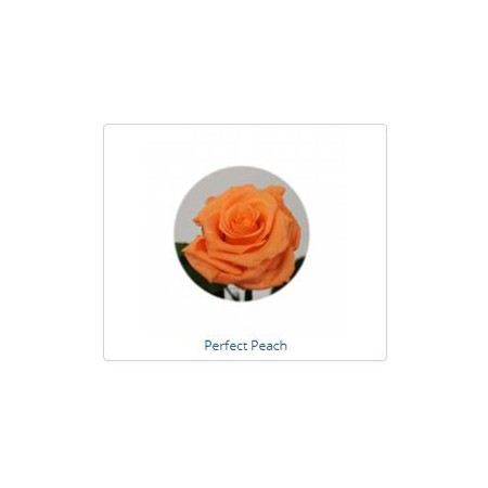 ESTUCHE ROSA NATURAL ETERNA PRESERVADA 55CM