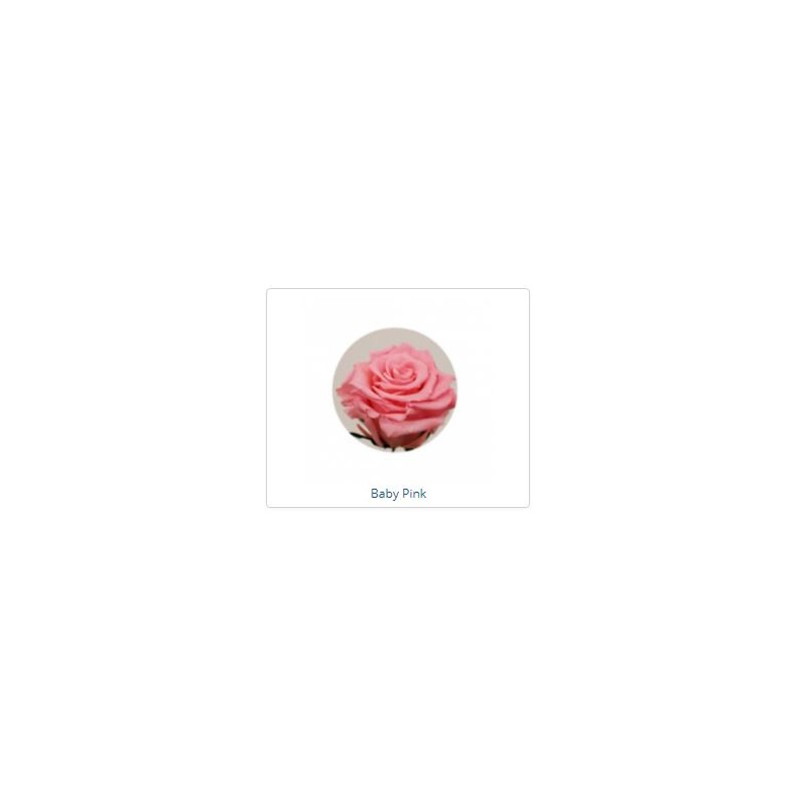 ESTUCHE ROSA NATURAL ETERNA PRESERVADA 55CM