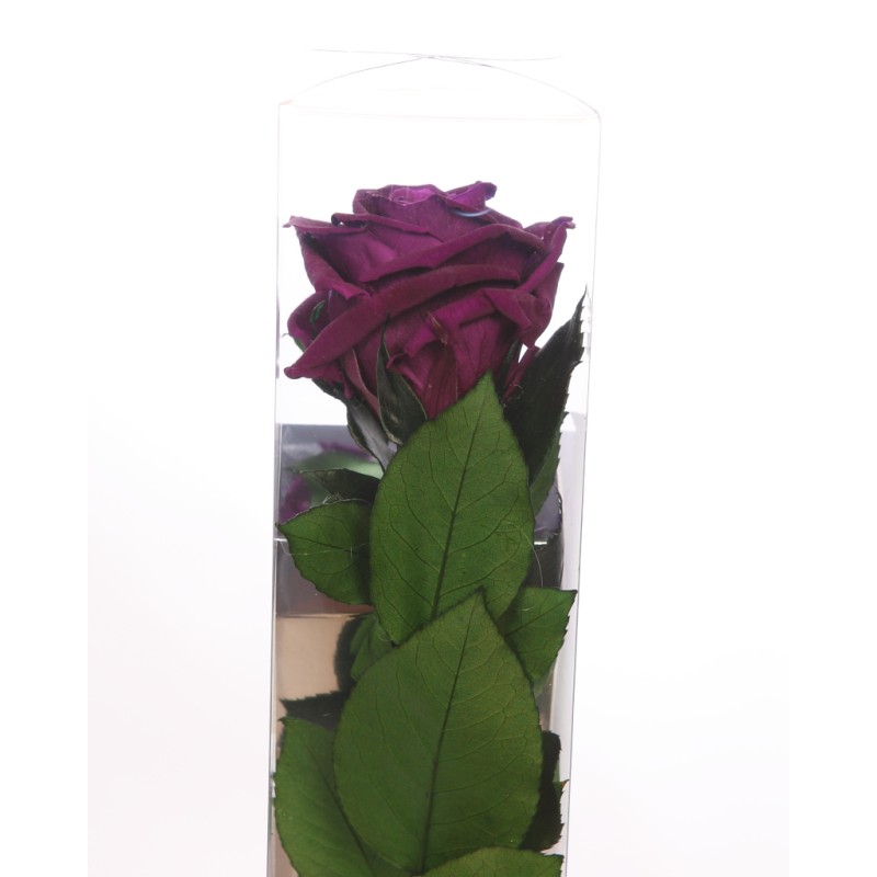 ESTUCHE ROSA NATURAL ETERNA PRESERVADA 55CM