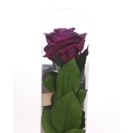 ESTUCHE ROSA NATURAL ETERNA PRESERVADA 55CM