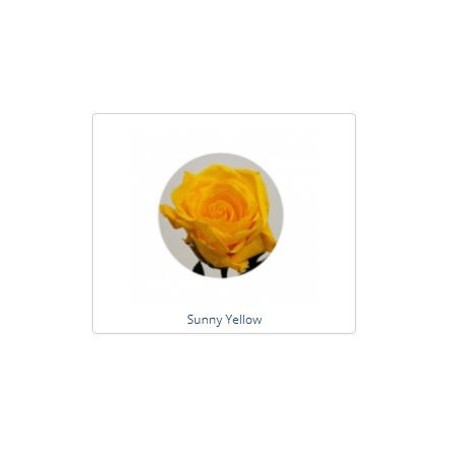 ESTUCHE ROSA NATURAL ETERNA PRESERVADA 55CM