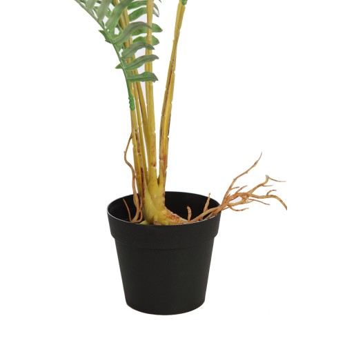 HELECHO RAICES CON MACETA 50CM 2