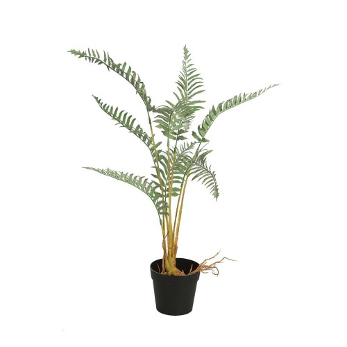 HELECHO RAICES CON MACETA 50CM 2