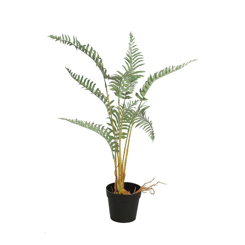 HELECHO RAICES CON MACETA 50CM