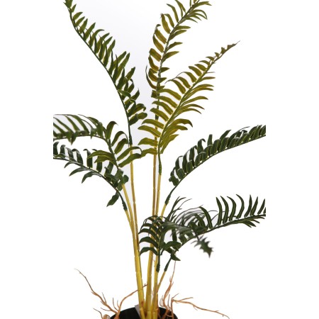 HELECHO RAICES CON MACETA 50CM