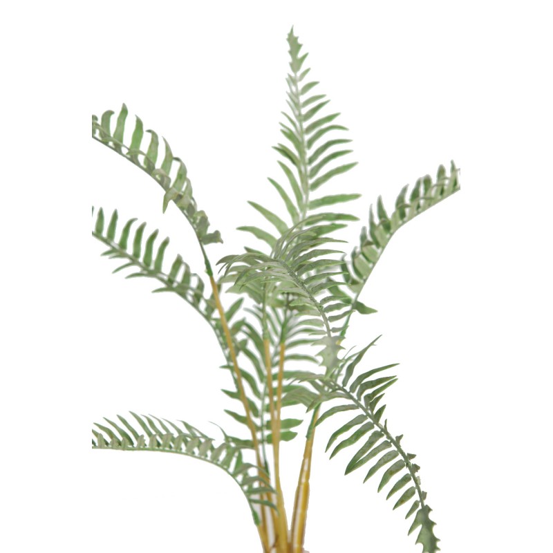 HELECHO RAICES CON MACETA 50CM