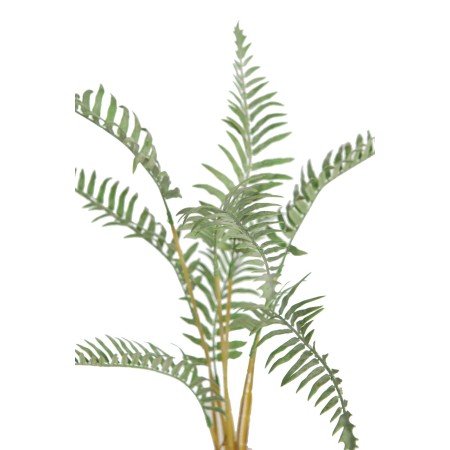 HELECHO RAICES CON MACETA 50CM