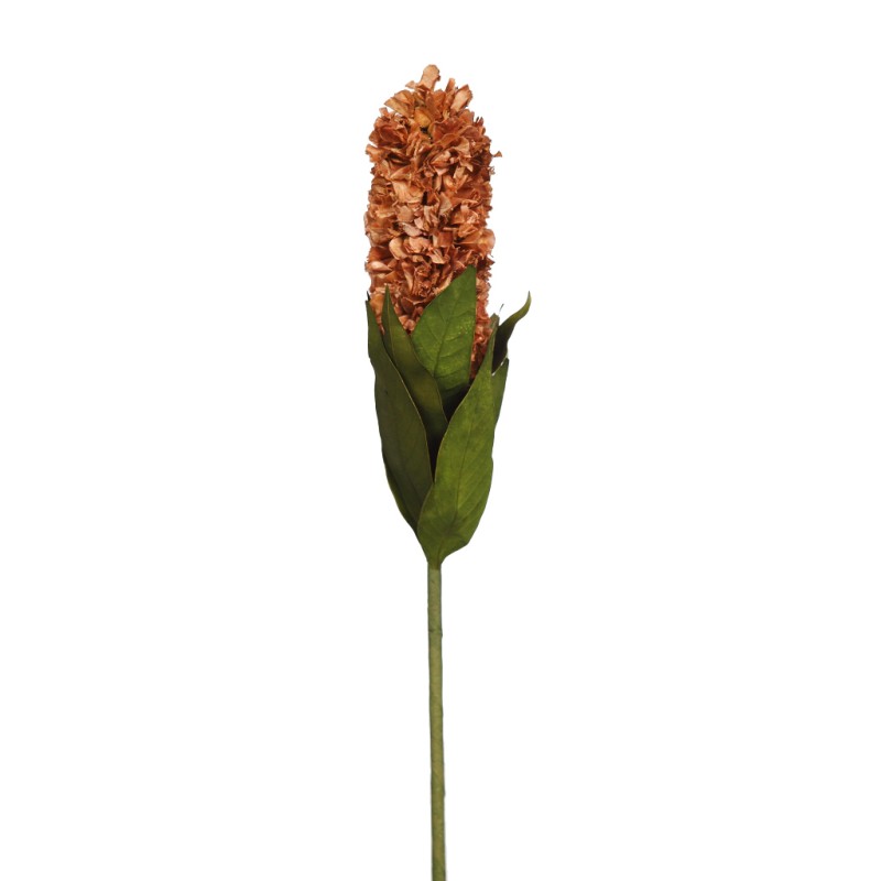 HYCAINTH, FLOR SECA
