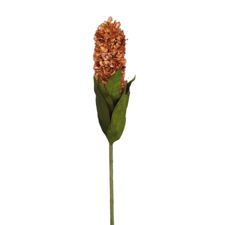 HYCAINTH, FLOR SECA