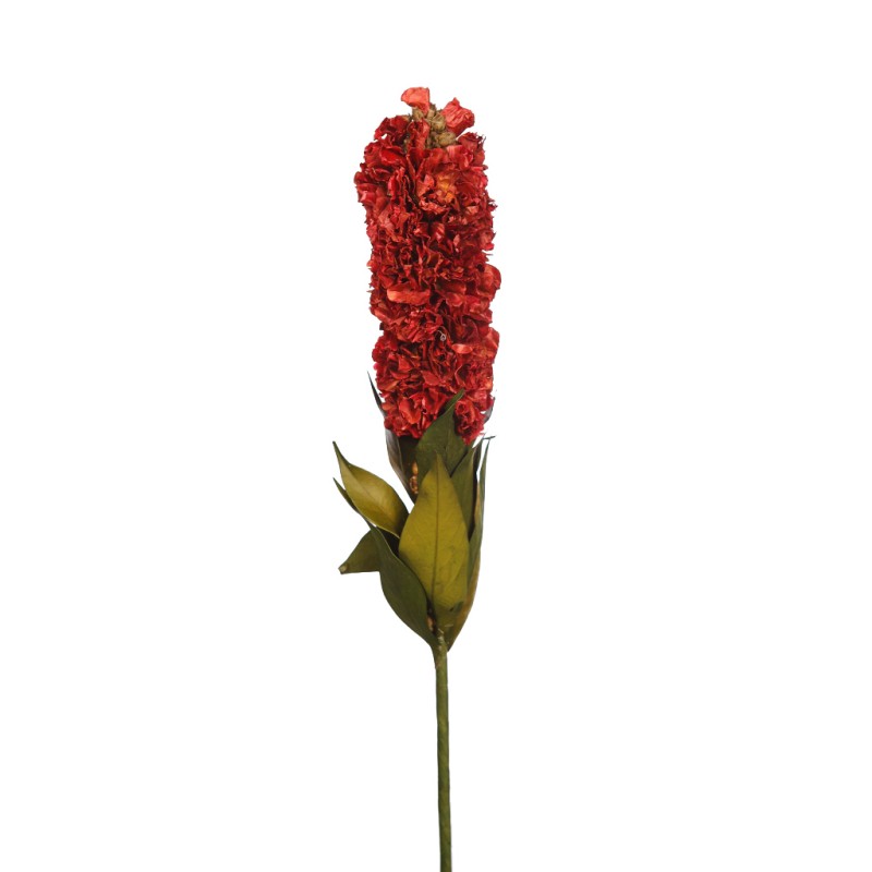 HYCAINTH, FLOR SECA
