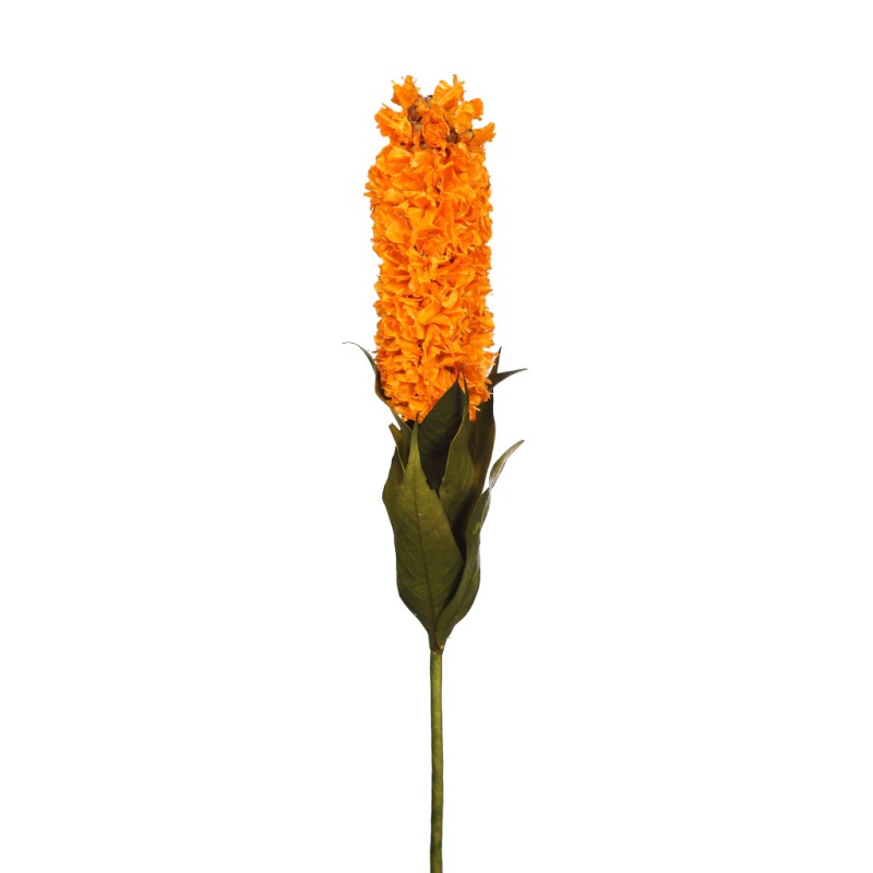 HYCAINTH, FLOR SECA