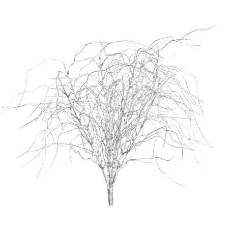 LILY GRASS, MATA X 9 40 CM