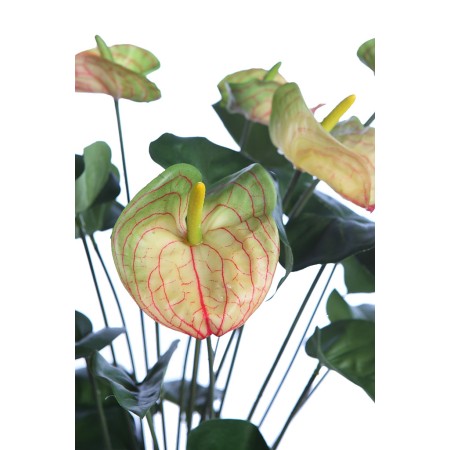 MATA ANTURIUM 55CM