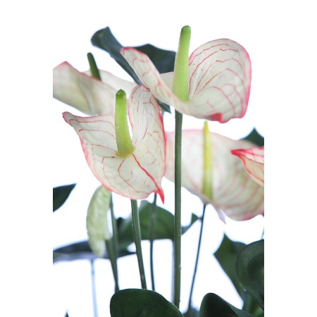 MATA ANTURIUM 55CM