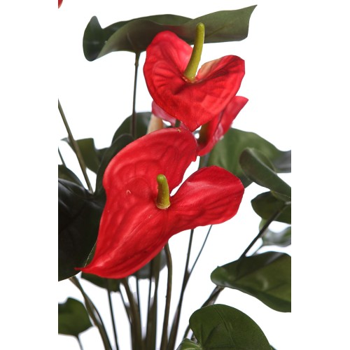 MATA ANTURIUM 55CM 2