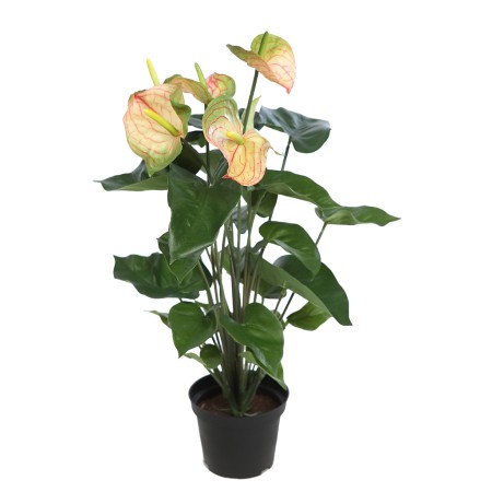 MATA ANTURIUM 55CM EN MACETA