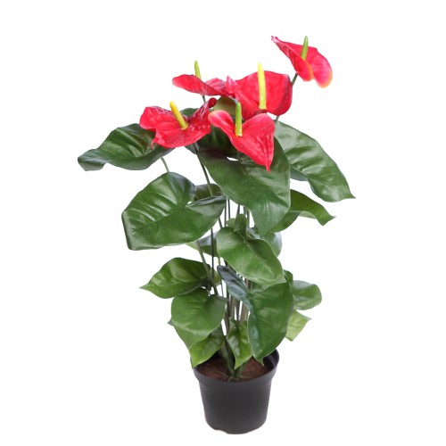 MATA ANTURIUM 55CM EN MACETA