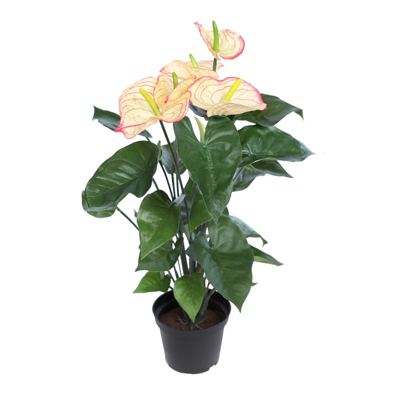 MATA ANTURIUM 55CM EN MACETA