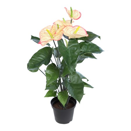 MATA ANTURIUM 55CM EN MACETA