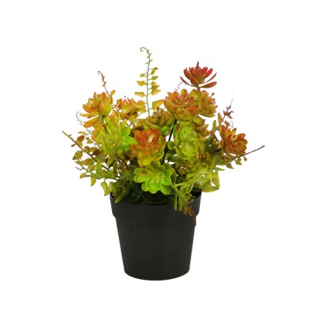 MATA CRASAS Y HELECHO CON MACETA, 25 CM