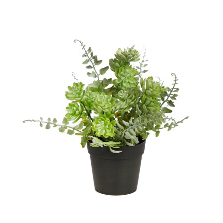 MATA CRASAS Y HELECHO CON MACETA, 25 CM