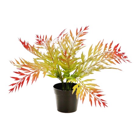 MATA HELECHOSA EN MACETA 33CM