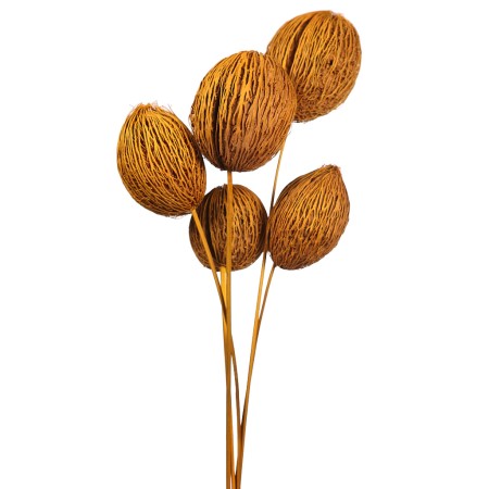 MINTOLA POMO X5 56CM