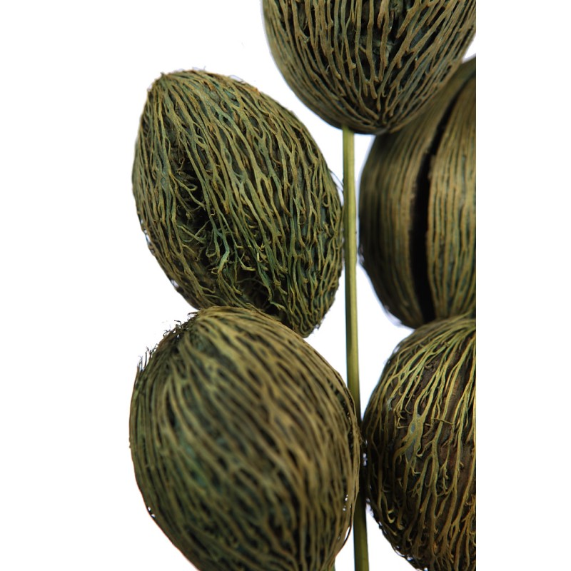 MINTOLA POMO X5 56CM