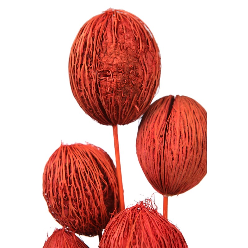 MINTOLA POMO X5 56CM
