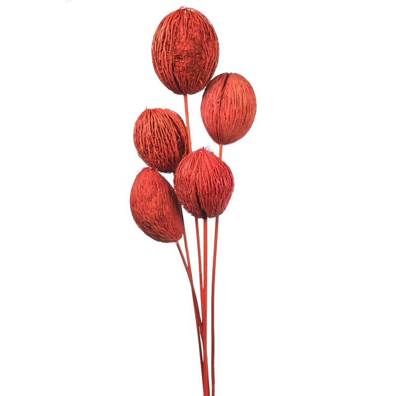 MINTOLA POMO X5 56CM