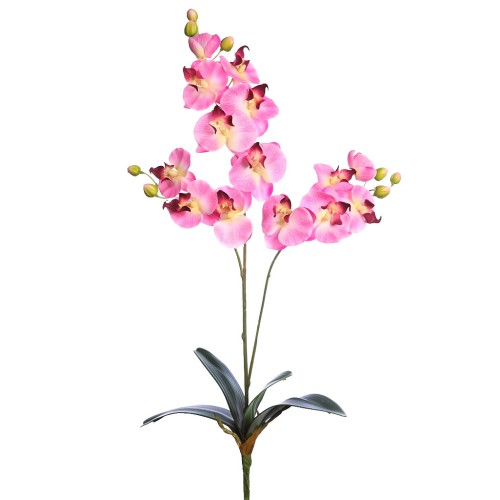 ORQUIDEA FALENOSIS, 56 CM
