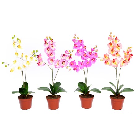 ORQUIDEA FALENOSIS, 56 CM