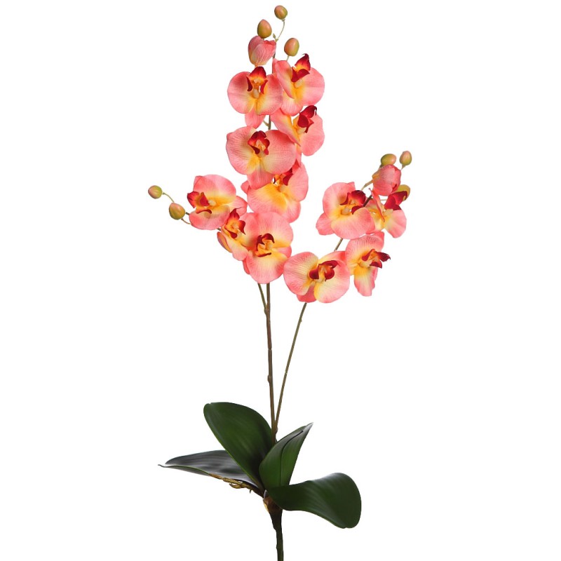 ORQUIDEA FALENOSIS, 56 CM