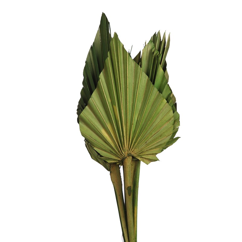 PALM SPEAR X6 45CM