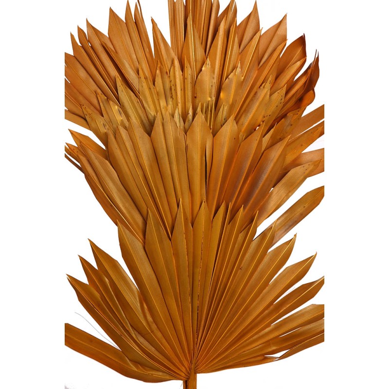 PALM SUN SPEAR X6  45CM