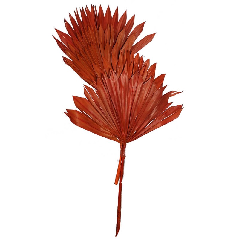 PALM SUN SPEAR X6  45CM