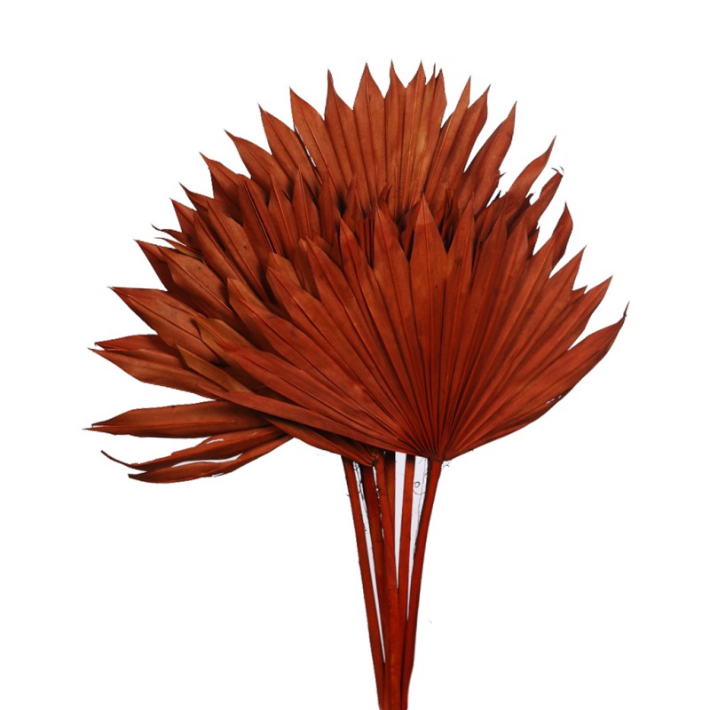 PALM SUN SPEAR X6  45CM