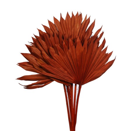 PALM SUN SPEAR X6  45CM